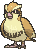 Pidgey animated