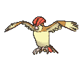 Pidgeotto animated