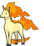 Rapidash animated