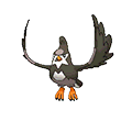 Staravia omegaruby-alphasapphire